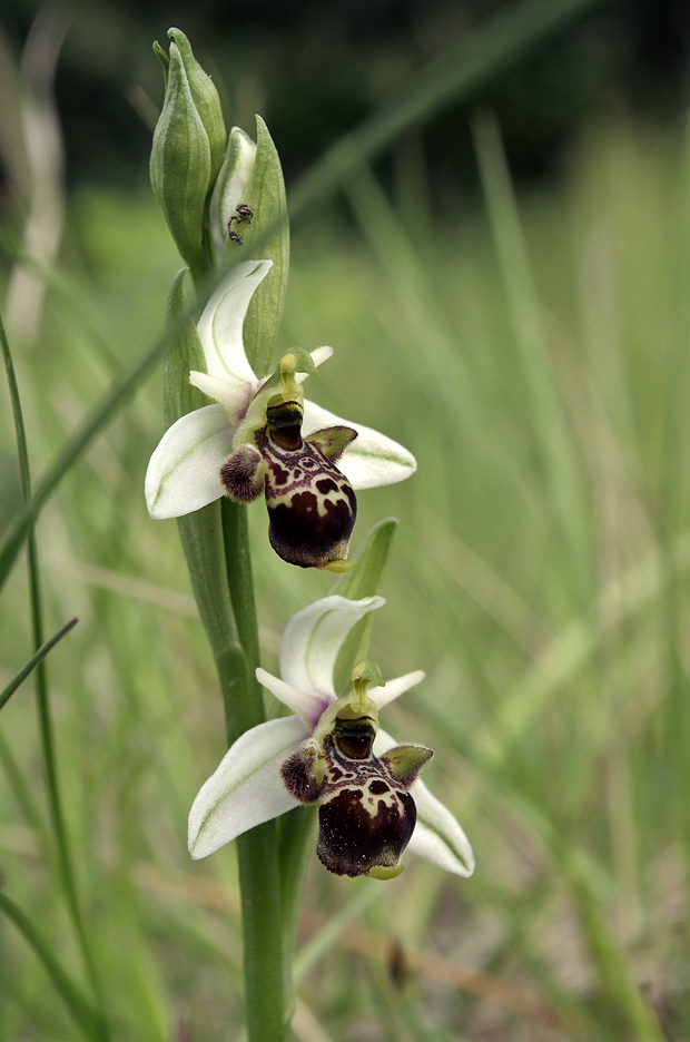 Orchidées : famille des Ophrys