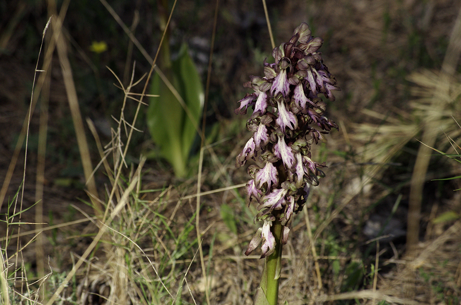 Orchidées : les Orchis