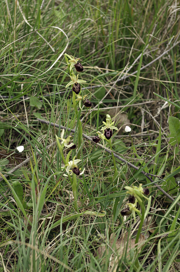 Orchidées : famille de Ophrys